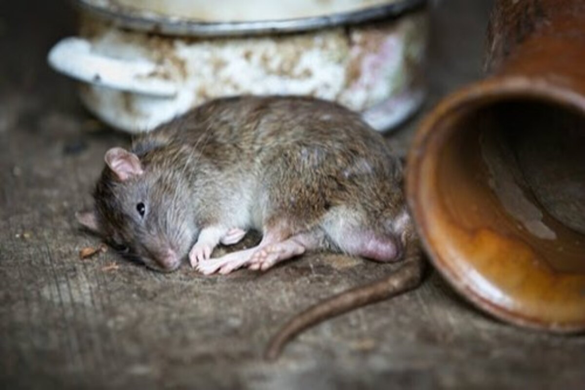 Details On Rat Exterminator Services