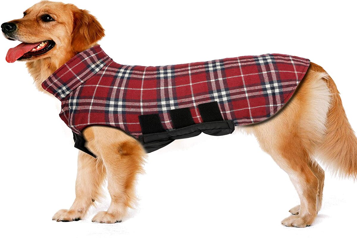 Waterproof Bodysuit For Dogs – Things To Know