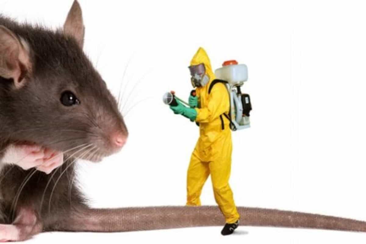 Detailed Analysis On Mouse Exterminator