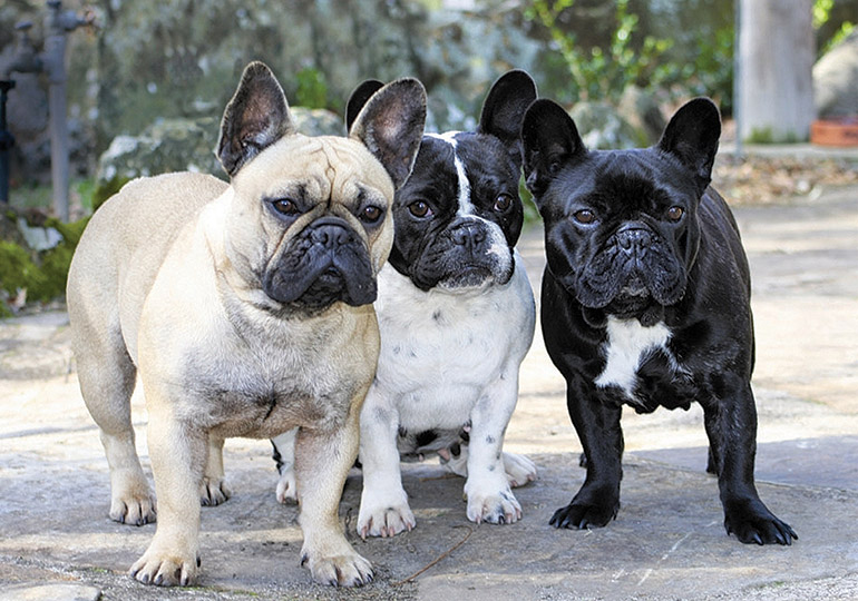 The Importance Of French Bulldog Breeders
